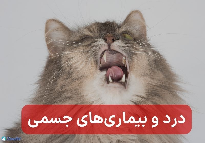 دلایل حمله گربه به انسان