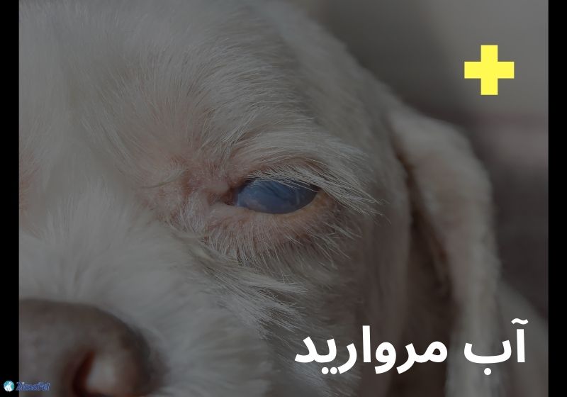 همه چیز درباره بیماری چشم سگ 