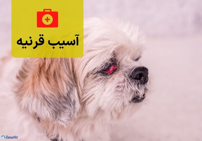 همه چیز درباره بیماری چشم سگ 