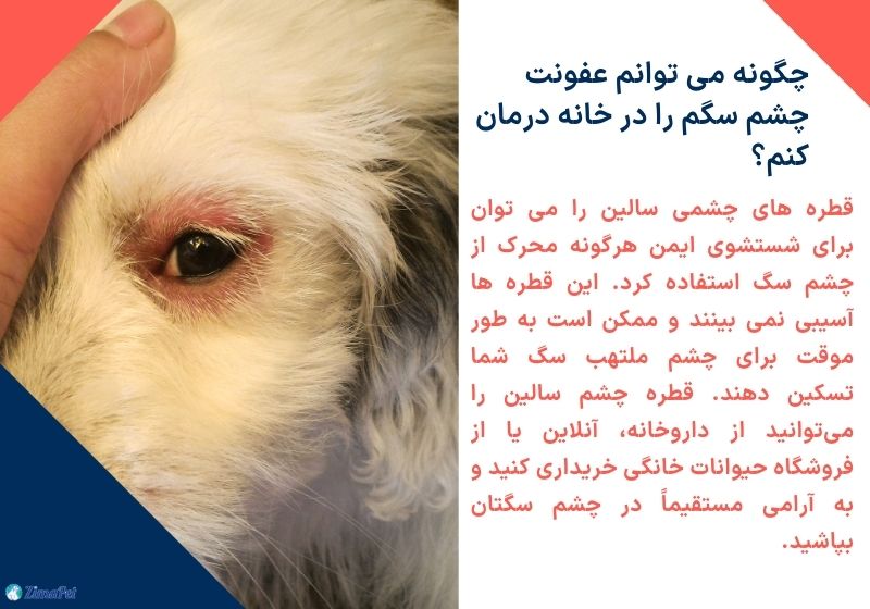همه چیز درباره بیماری چشم سگ 