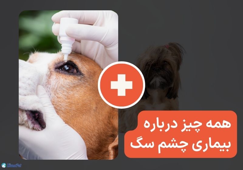 همه چیز درباره بیماری چشم سگ