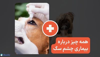 همه چیز درباره بیماری چشم سگ