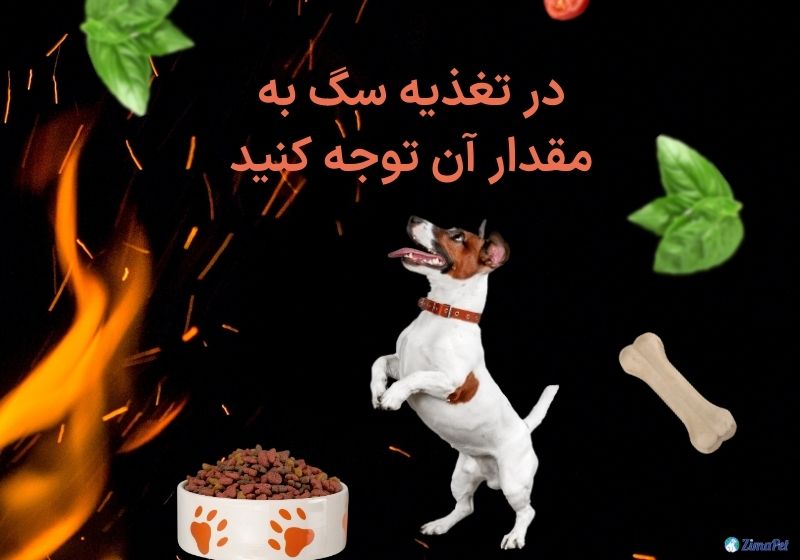 نحوه غذا دادن  به سگ