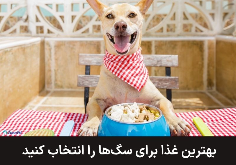 نحوه غذا دادن  به سگ