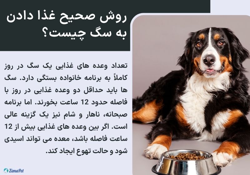 نحوه غذا دادن به سگ 