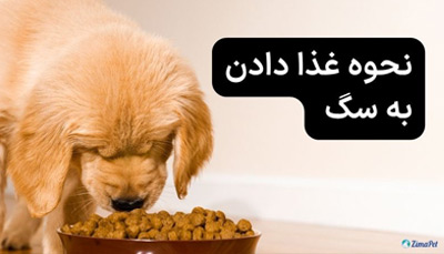 نحوه غذا دادن به سگ 