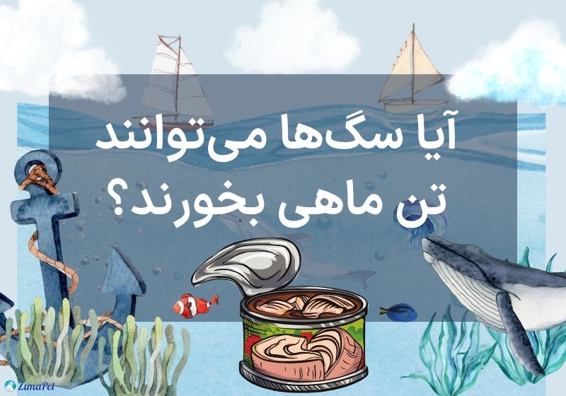 تن ماهی برای سگ مفید است یا مضر
