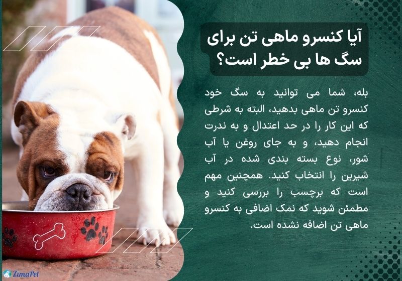 تن ماهی برای سگ مفید است یا مضر