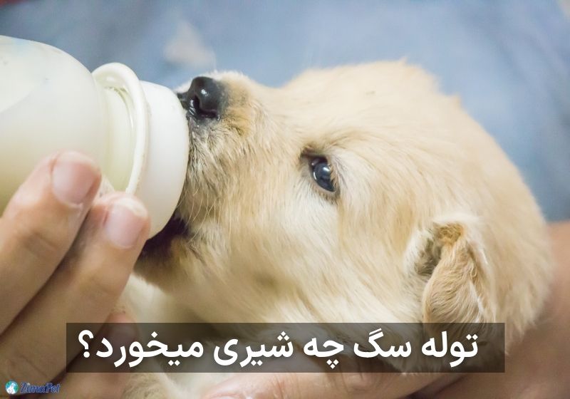 طریقه شیر دادن به توله سگ
