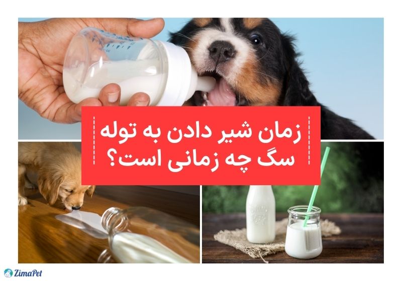 طریقه شیر دادن به توله سگ