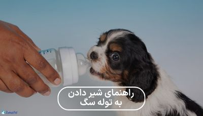 راهنمای شیر دادن به توله سگ