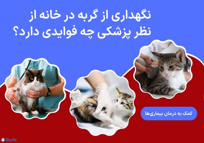 نگهداری گربه در خانه از نظر پزشکی