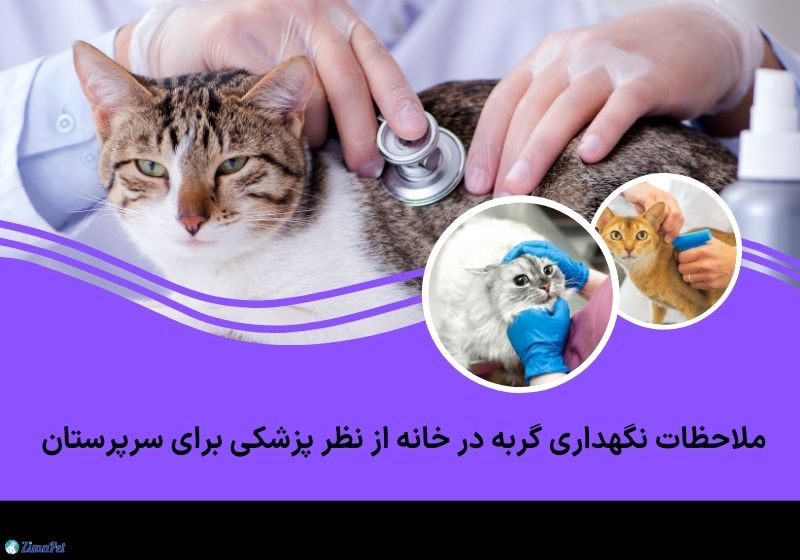 نگهداری گربه در خانه از نظر پزشکی