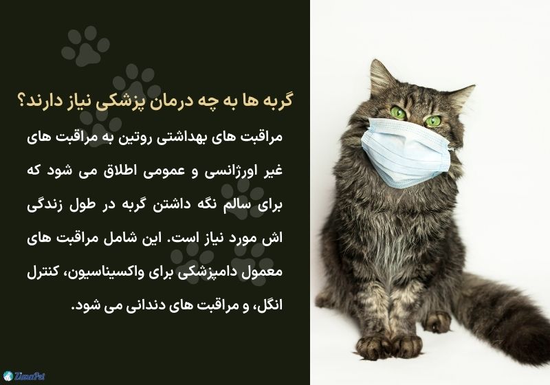 نگهداری گربه در خانه از نظر پزشکی