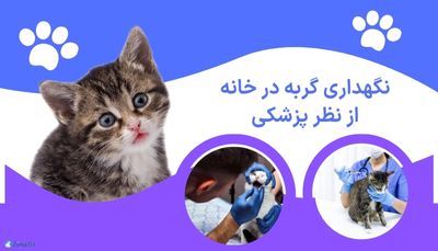 نگهداری گربه در خانه از نظر پزشکی