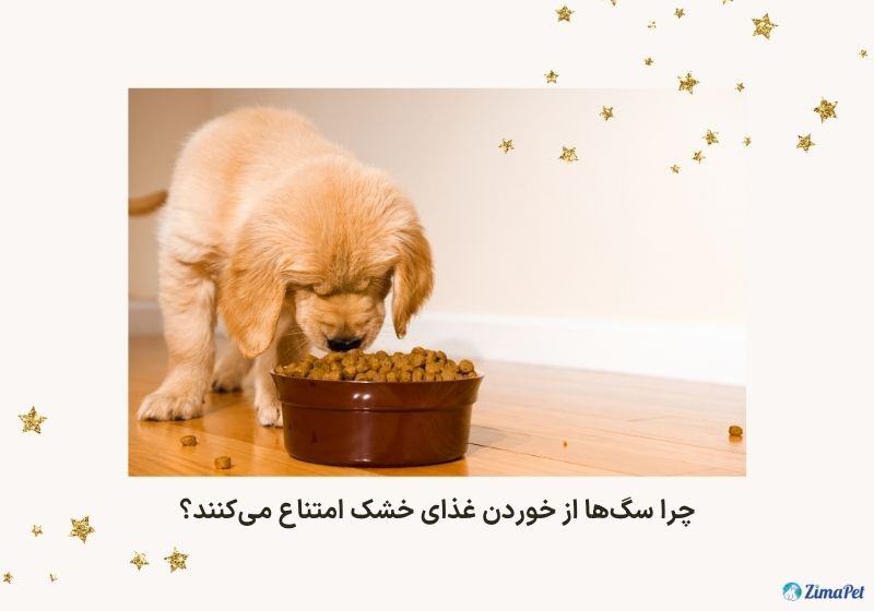 عادت دادن سگ به غذا خشک
