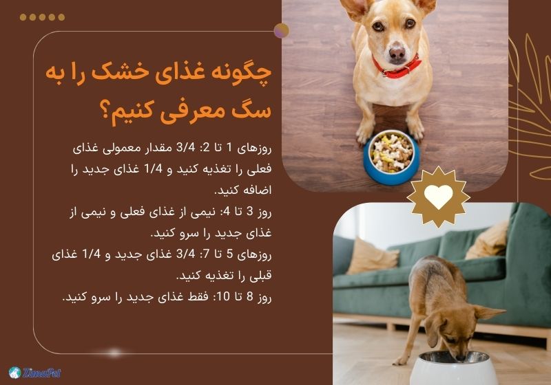 راهنمای عادت دادن سگ به غذا خشک