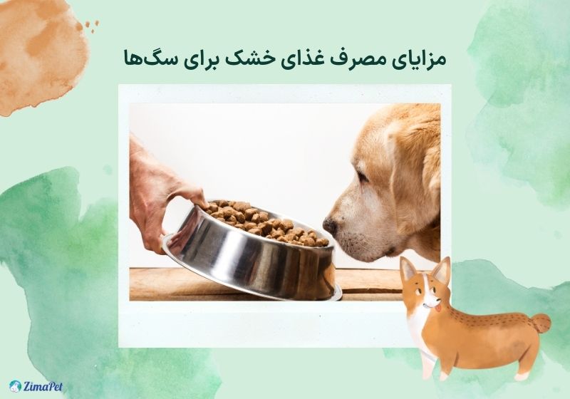 عادت دادن سگ به غذا خشک