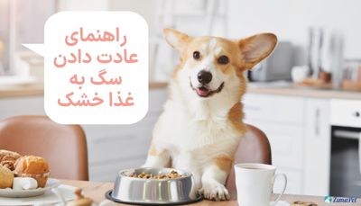 راهنمای عادت دادن سگ به غذا خشک