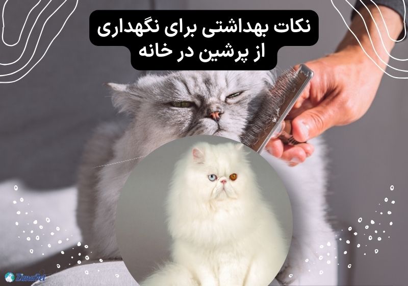راهنمای کامل نگهداری گربه پرشین در خانه