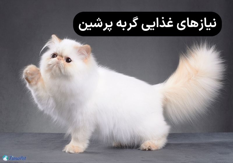 راهنمای کامل نگهداری گربه پرشین در خانه