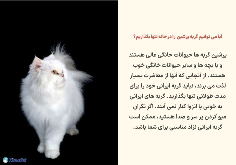 راهنمای کامل نگهداری گربه پرشین در خانه