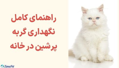 راهنمای کامل نگهداری گربه پرشین در خانه