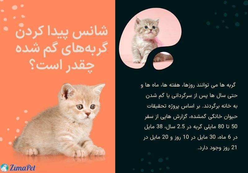 چگونه بچه گربه گمشده را پیدا کنیم