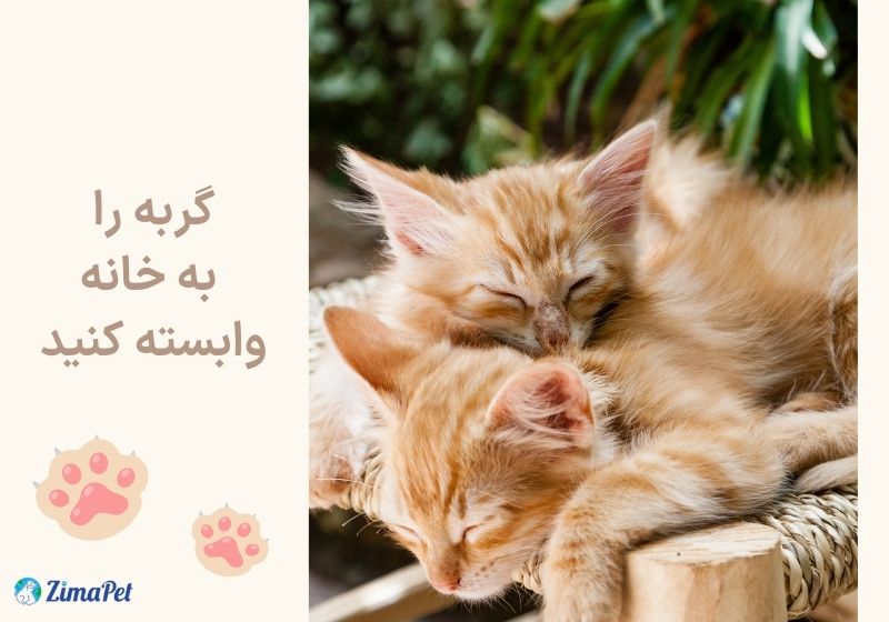 چگونه بچه گربه گمشده را پیدا کنیم
