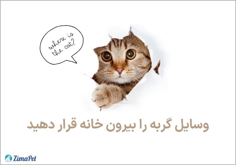 چگونه بچه گربه گمشده را پیدا کنیم