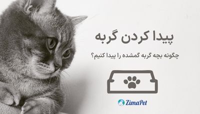 چگونه بچه گربه گمشده را پیدا کنیم؟
