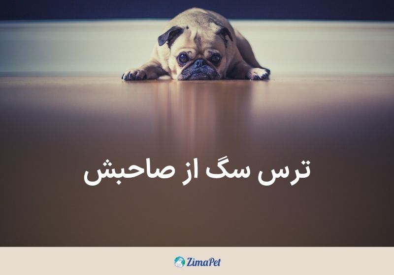 چگونه ترس سگ را از بین ببریم