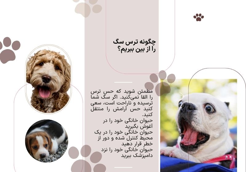 چگونه ترس سگ را از بین ببریم