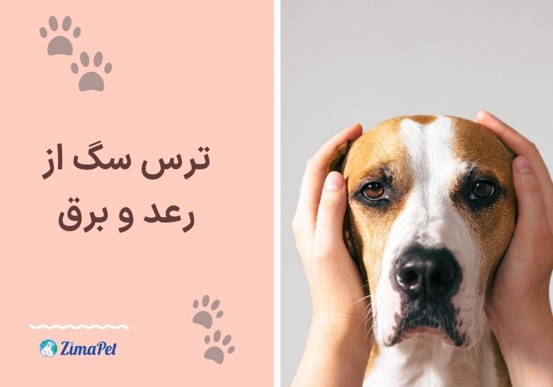 چگونه ترس سگ را از بین ببریم؟ 