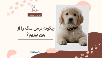 چگونه ترس سگ را از بین ببریم؟ 