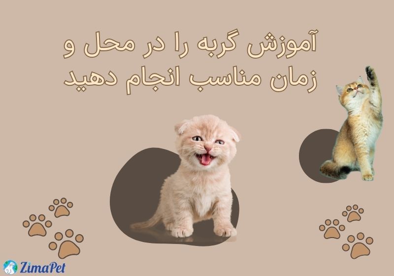  تربیت گربه برای گاز نگرفتن