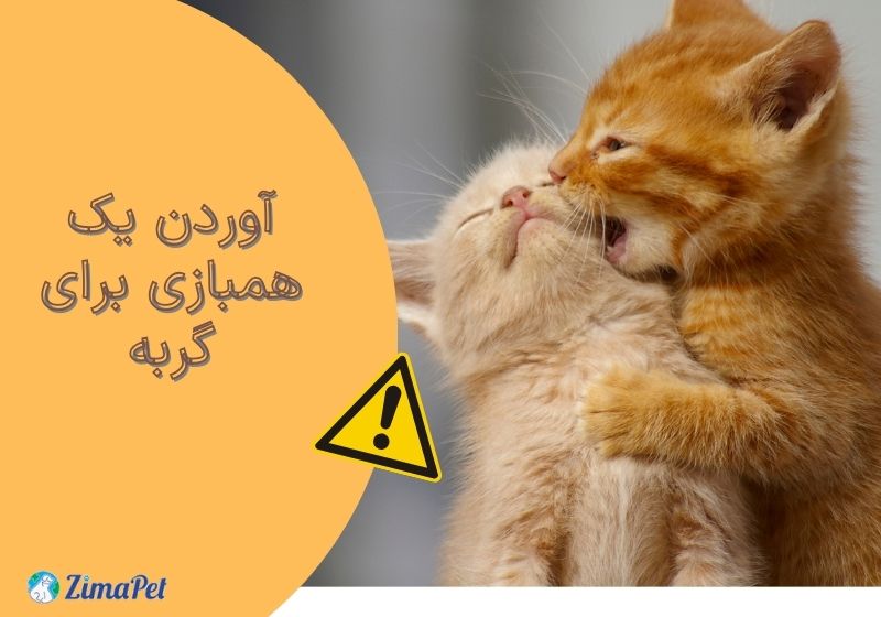 راهکارهای موثر برای تربیت گربه برای گاز نگرفتن