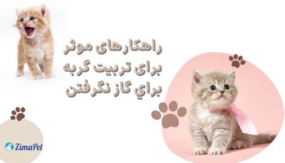 راهکارهای موثر برای تربیت گربه برای گاز نگرفتن