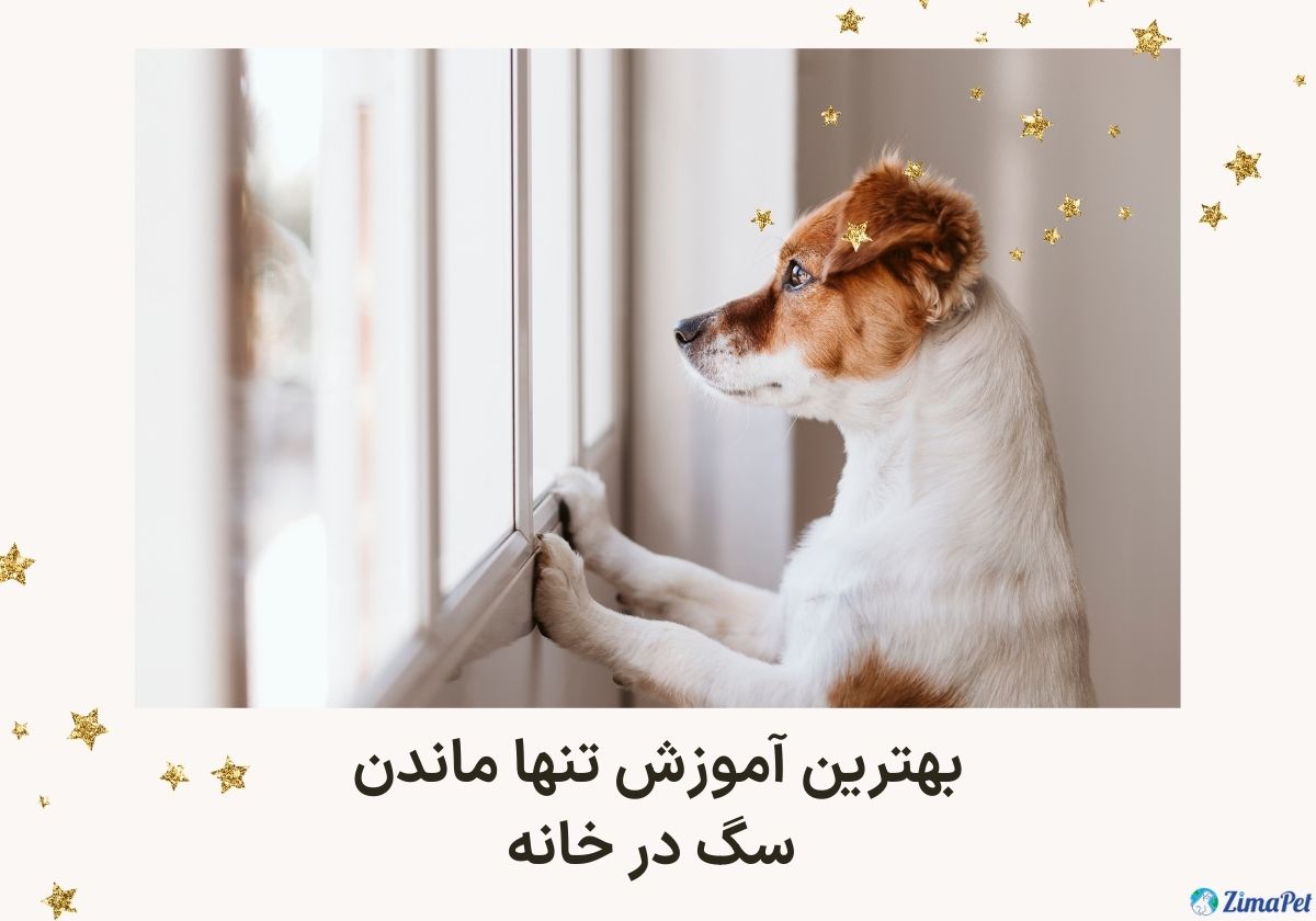 بهترین آموزش تنها ماندن سگ در خانه
