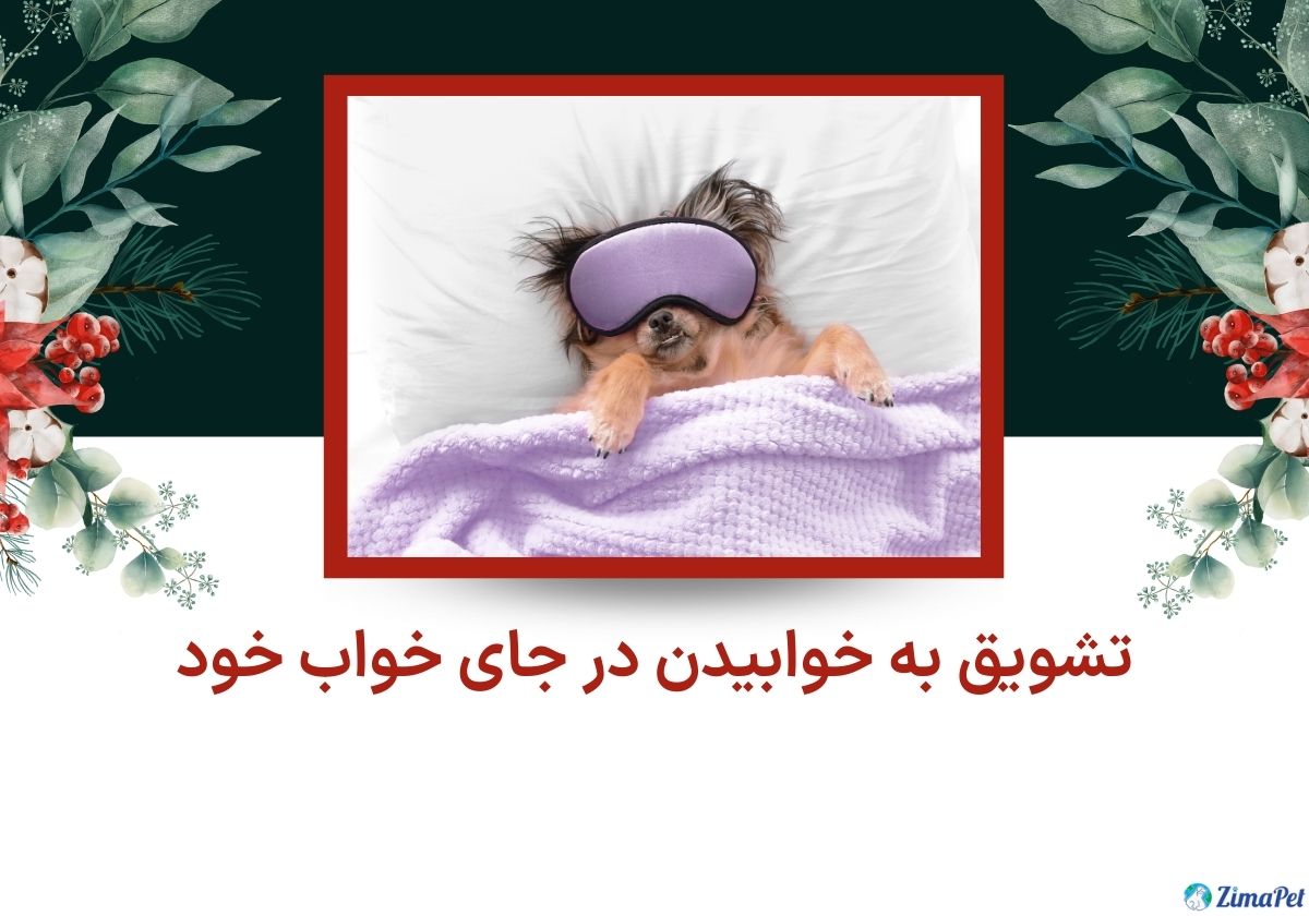 آموزش تنها ماندن سگ در خانه 