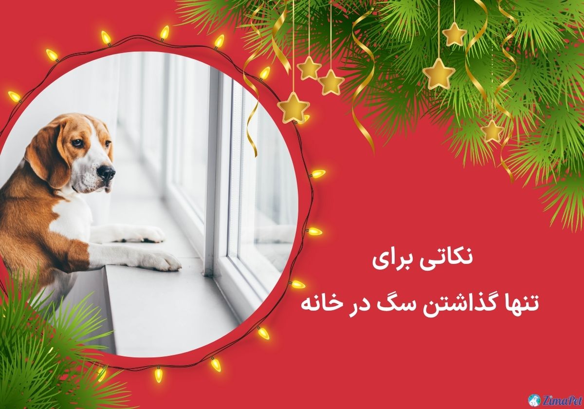 آموزش تنها ماندن سگ در خانه 