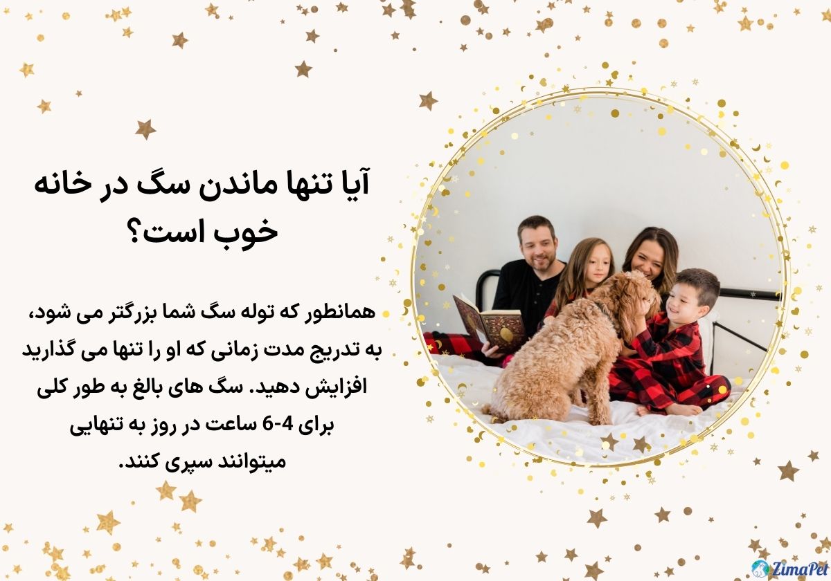 آموزش تنها ماندن سگ در خانه 