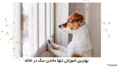 بهترین آموزش تنها ماندن سگ در خانه