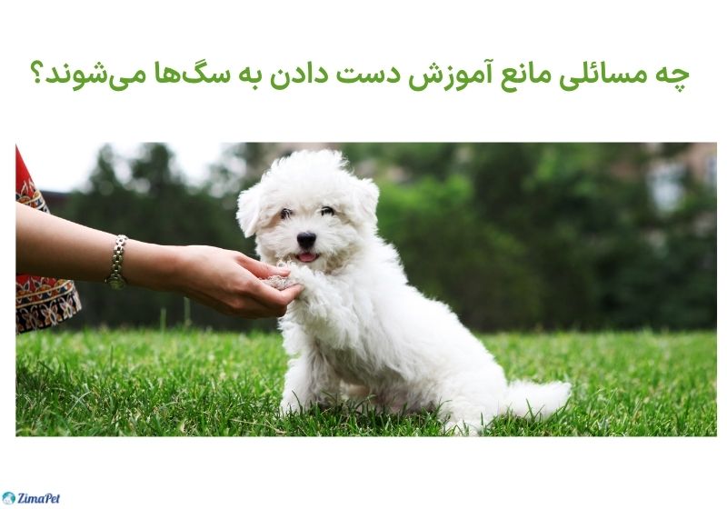 بهترین روش آموزش دست دادن به سگ + تصویر