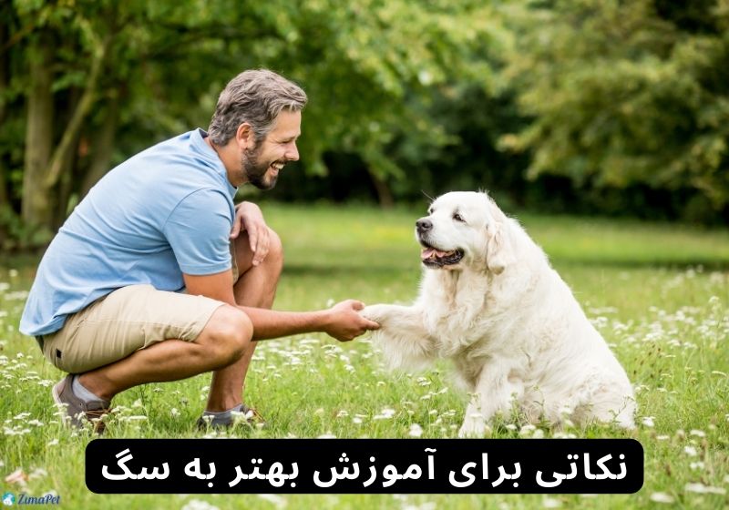  آموزش دست دادن به سگ 