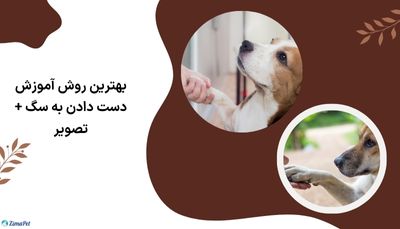 بهترین روش آموزش دست دادن به سگ + تصویر