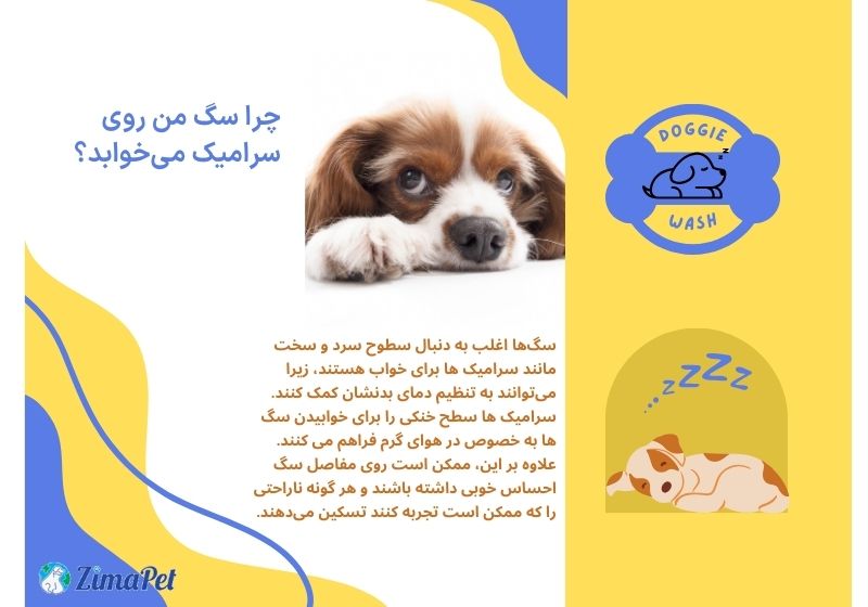 دلایل خوابیدن سگ روی سرامیک