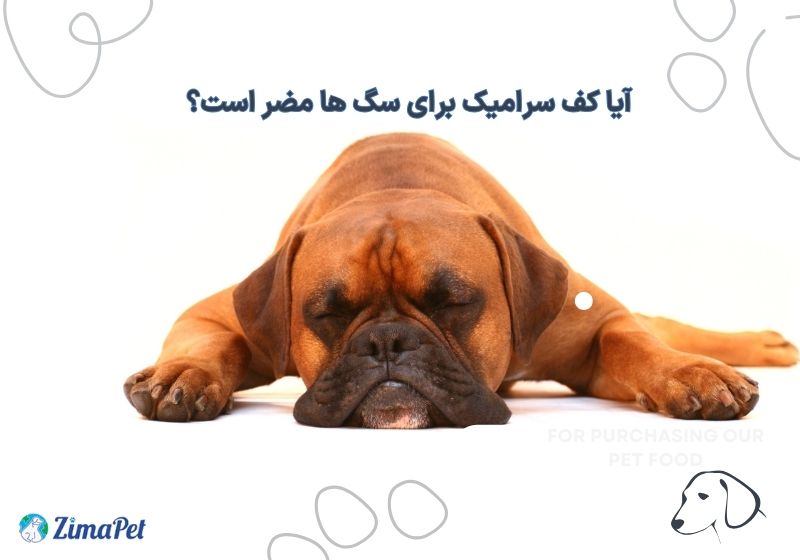 دلایل خوابیدن سگ روی سرامیک