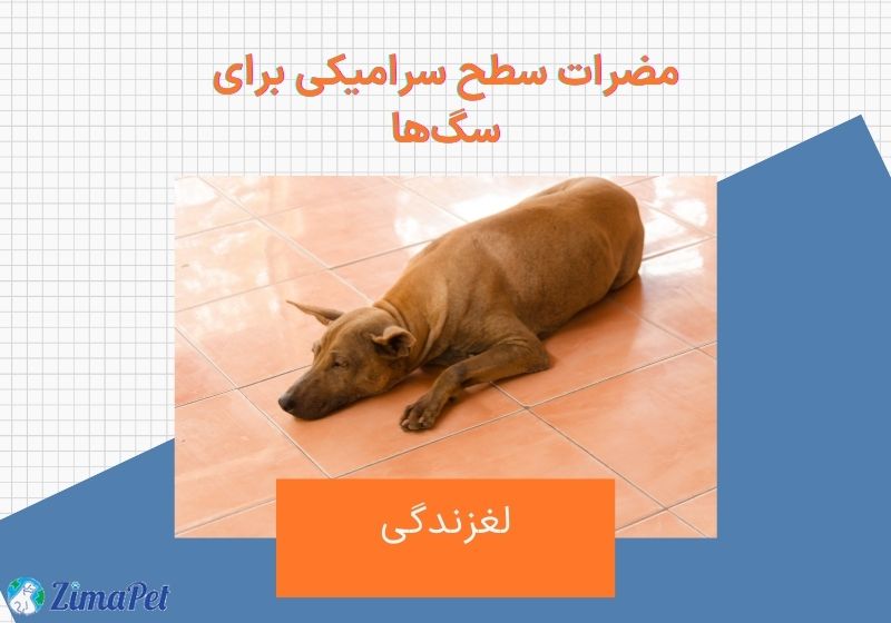 دلایل خوابیدن سگ روی سرامیک، آیا کف سرامیک برای سگ ها مضر است؟ 