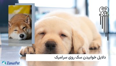 دلایل خوابیدن سگ روی سرامیک، آیا کف سرامیک برای سگ ها مضر است؟ 